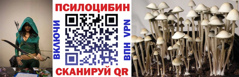 Купить где  Бородино  Галлюциногенные грибы мицелий 